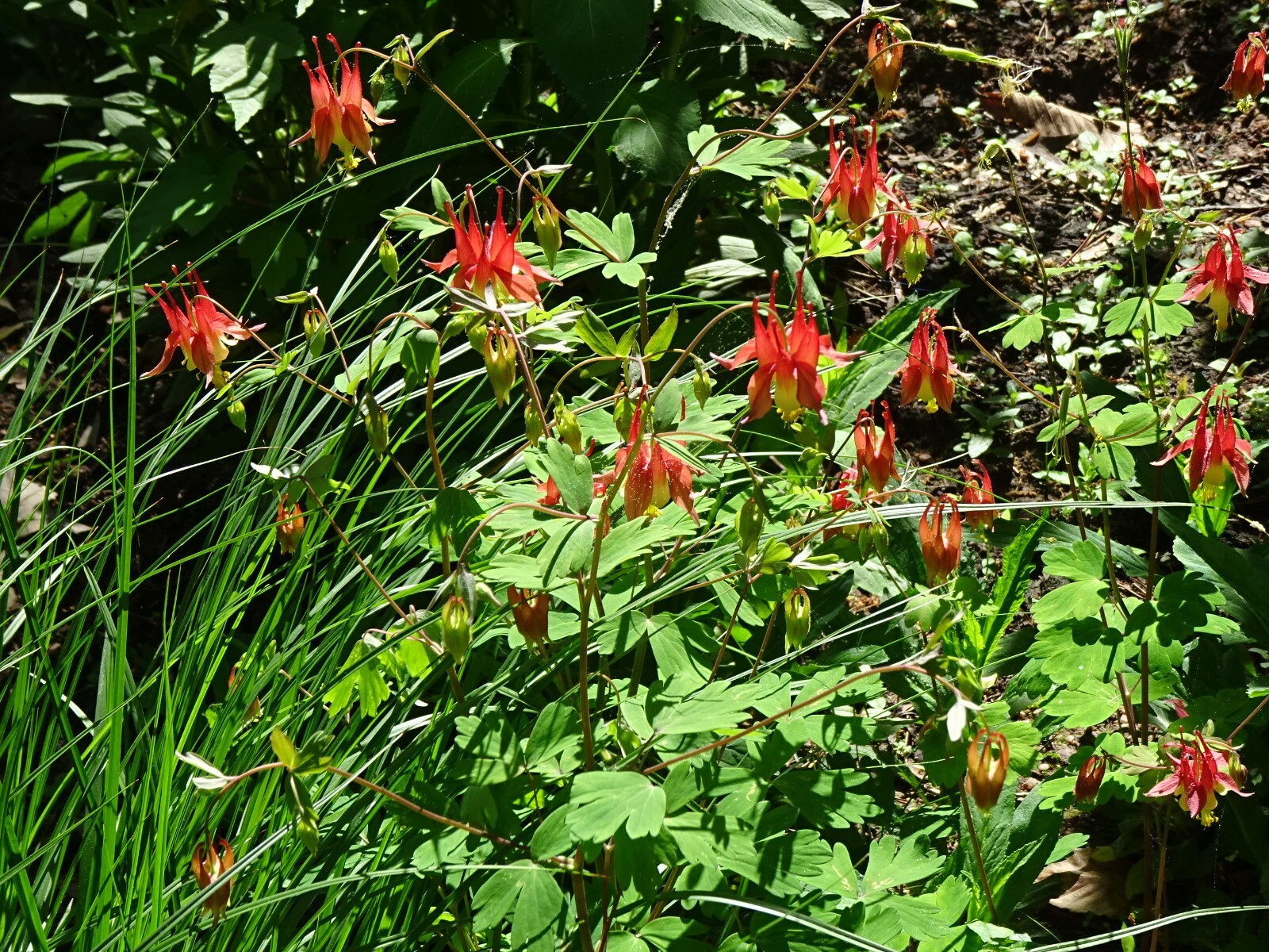 Eastern Red Columbine Aquilegia canadensis Native Perennial 50 seeds Hummingbird