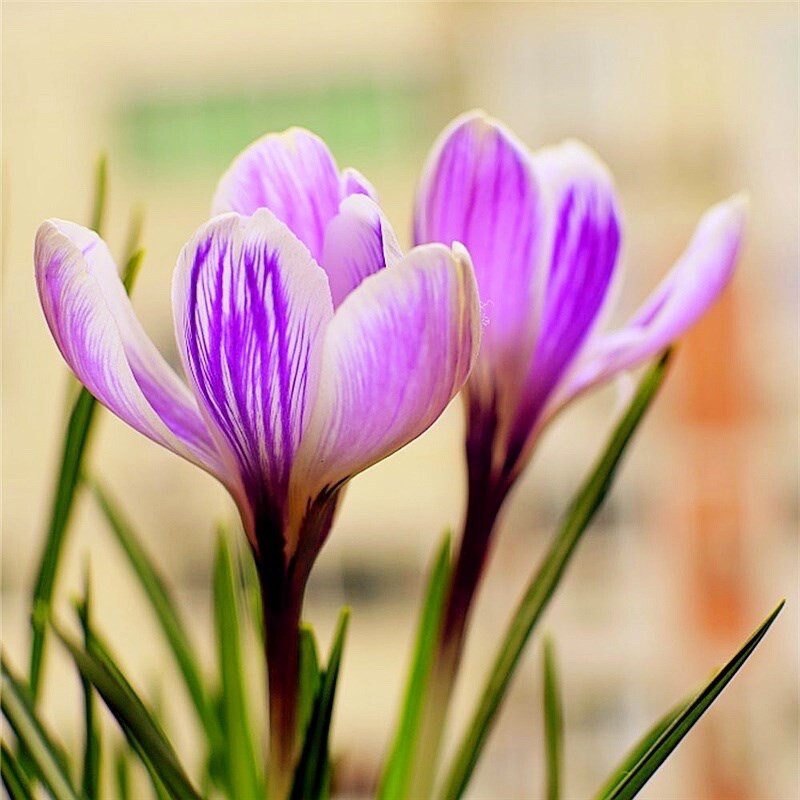 20 SEEDS Striped Purple CROCUS fragrant flower exotic garden plant USA Seller