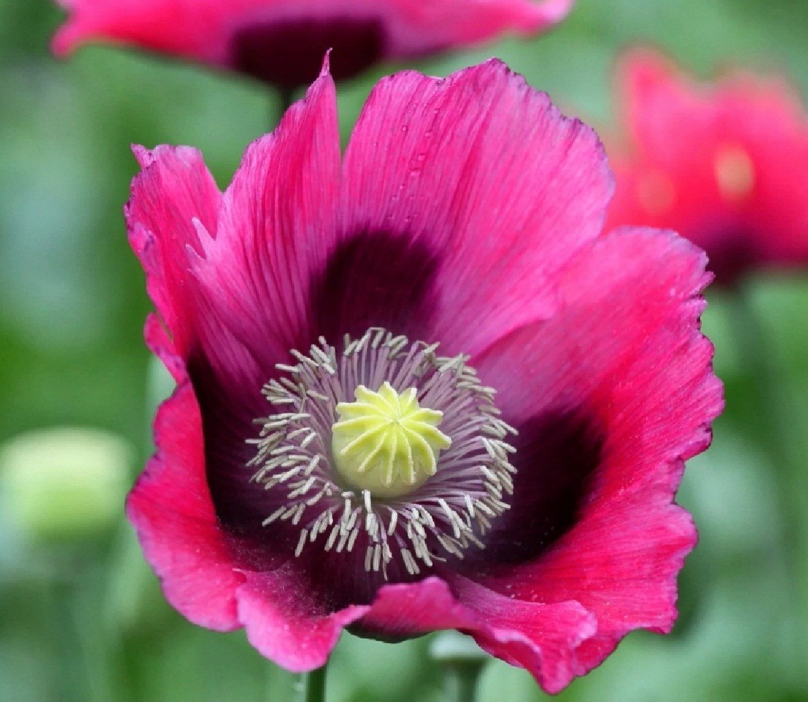5,000 The Giant Rattler Poppy Seeds Stratified Giganteum Papavear Somniferum