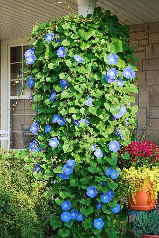 400+ Morning Glory Seeds – Heavenly Blue – Climbing – Beautiful —- FRESH