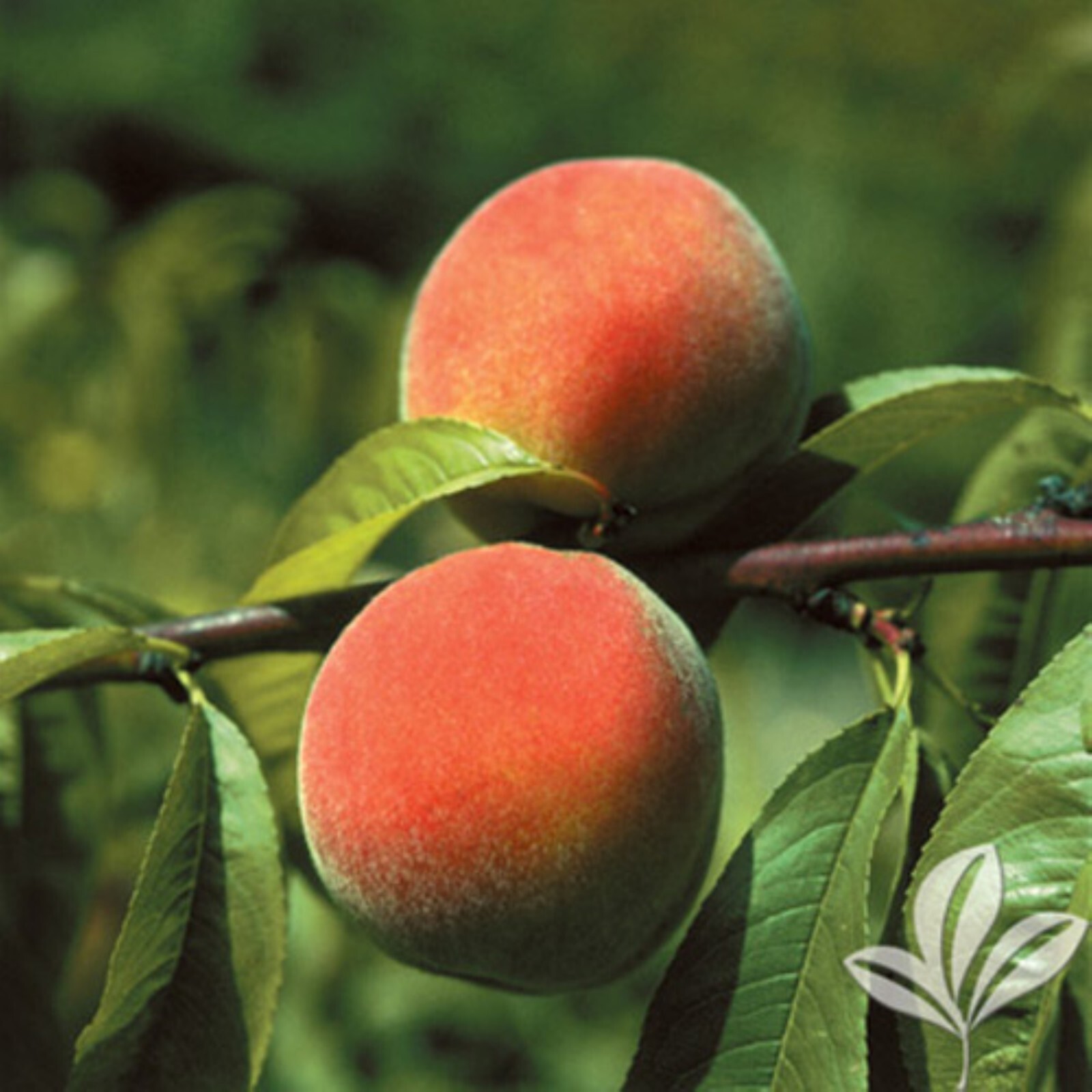 Elberta Peach seedling, live 1-2 y.o. plant, Bare root 14-16 inches tall