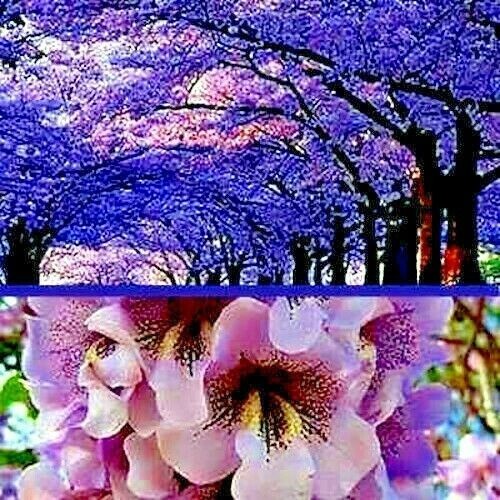 100 Royal Empress Tree Seeds “FASTEST GROWING TREE in the WORLD”