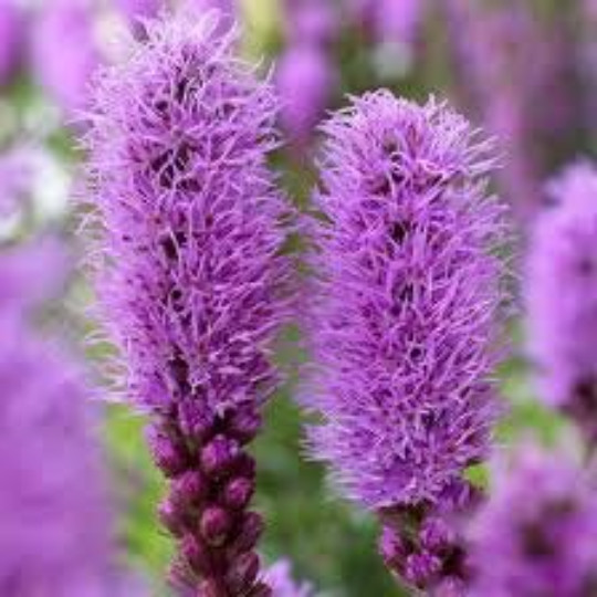 GAYFEATHER SEEDS, 50 Seeds, Liatris Plant, Blazing Star, Perennial, Organic