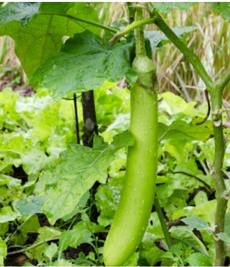 2026 Heirloom Vegetable Seeds – Premium Garden Seeds for Planting