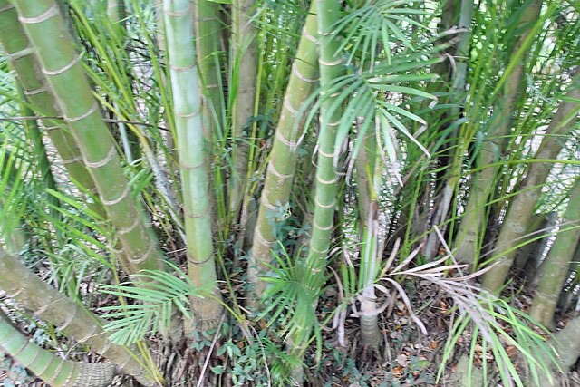 Dypsis lutescens | Areca Palm | 5 Seeds