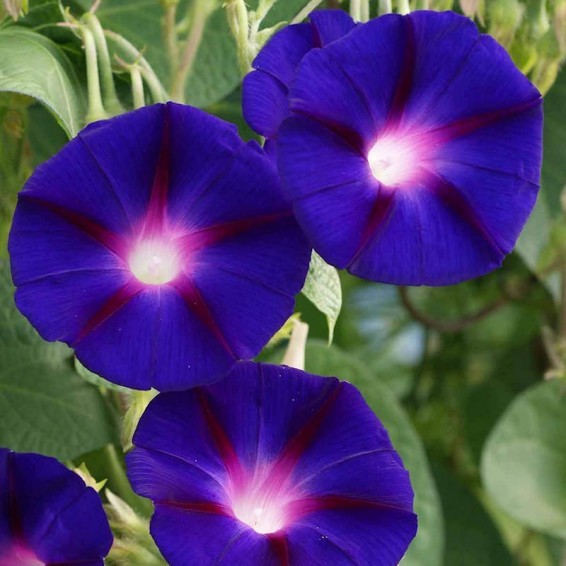 Morning Glory Granpa Ott Vine Seeds Free Shipping!