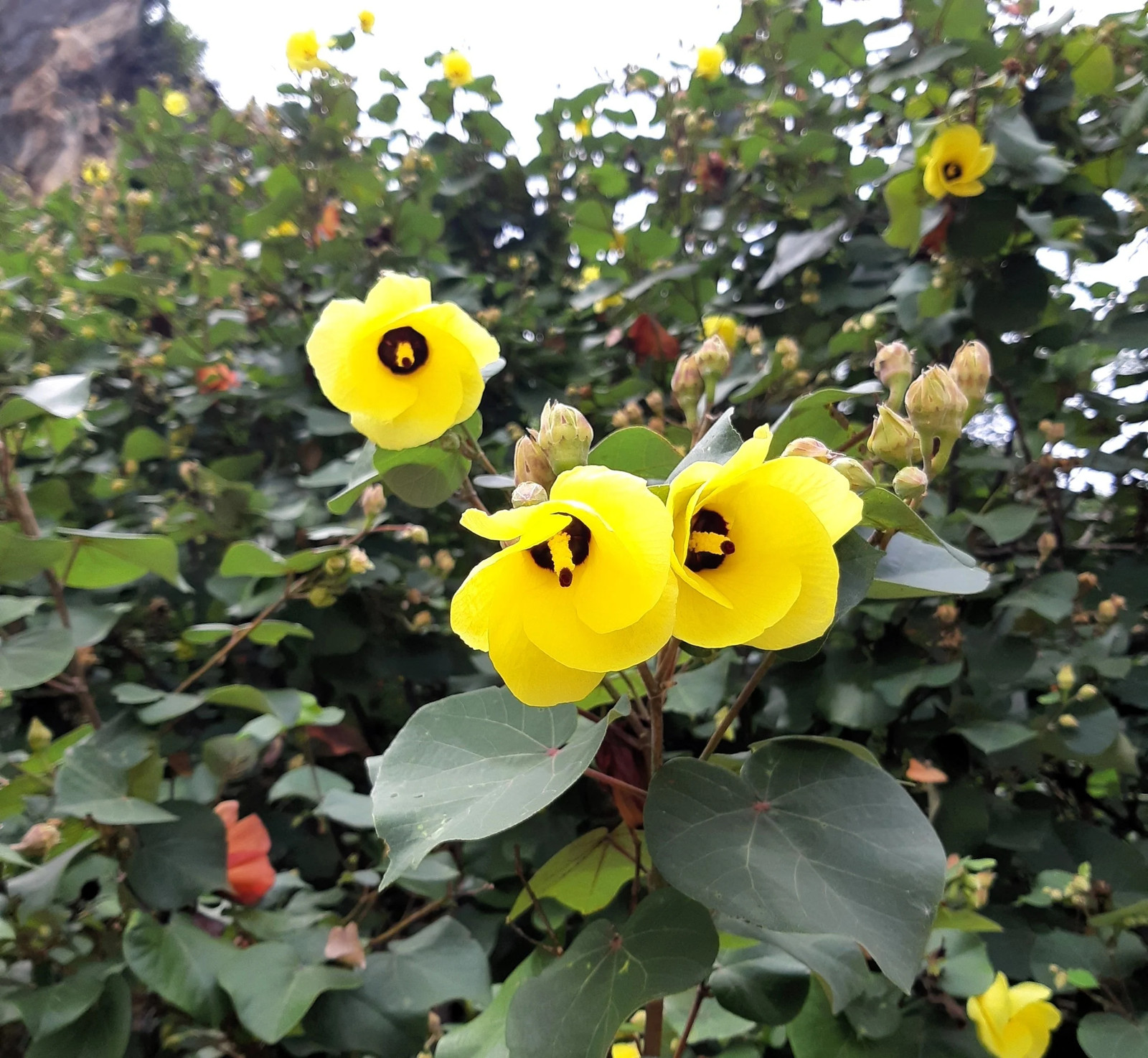 10 PORTIA TREE Yellow Pink Purple Flowers Change Color Thespesia Populnea Seeds