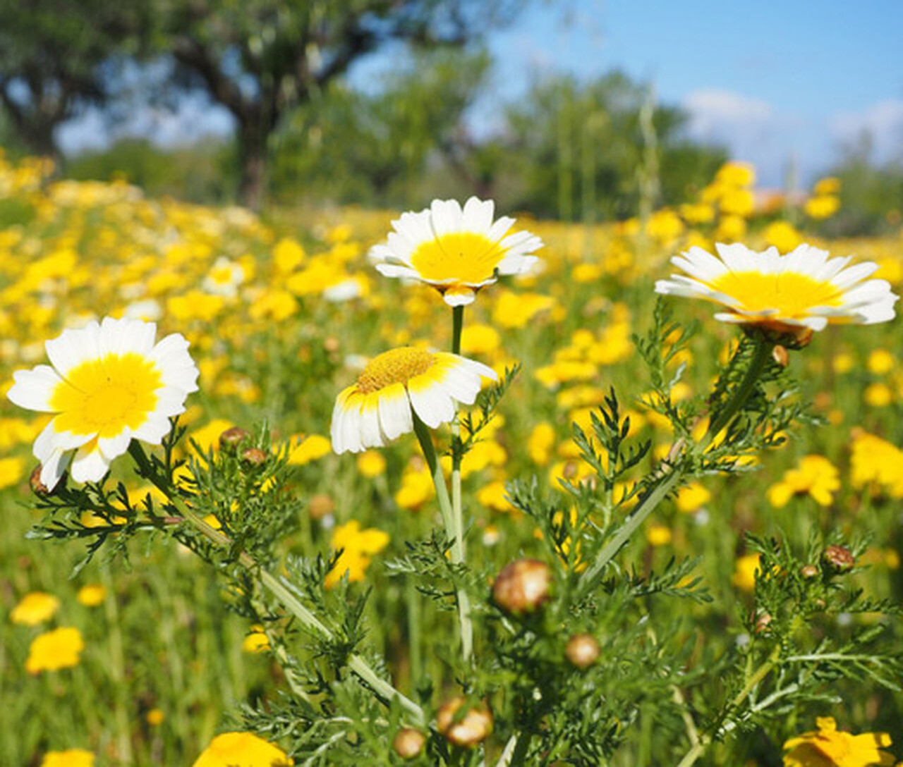 Garland Daisy Mix Seeds, Chrysanthemum, Crown Daisy, FREE SHIPPING