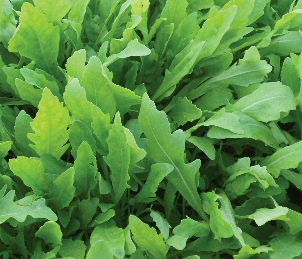 ARUGULA SEEDS 1000+ ROCKET roquette VEGETABLE greens GARDEN salad FREE SHIPPING