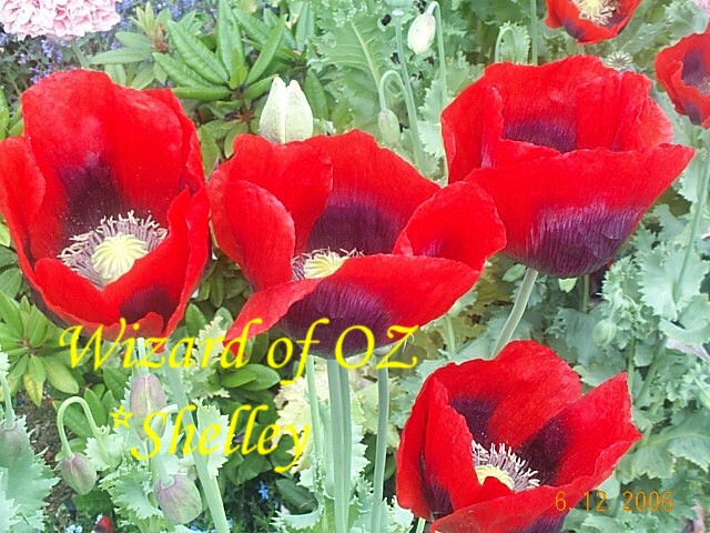 Best Seller! Tazzy Purple, Wizard Red, Afghan Pink Mix 10,000 seeds PoppyQueen👑