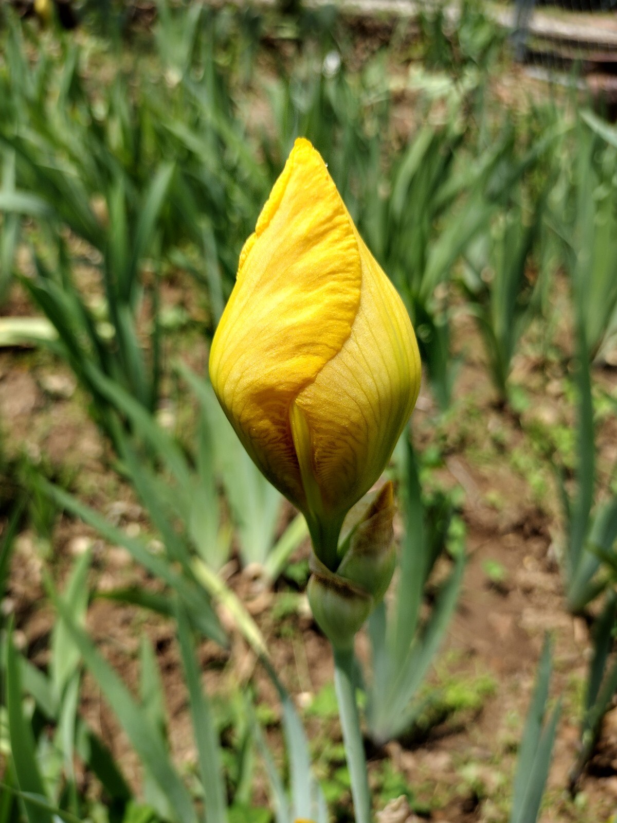 “100 Mixed Variety Bearded Iris– GREAT VALUE• Fresh•Hardy•EASY to Grow