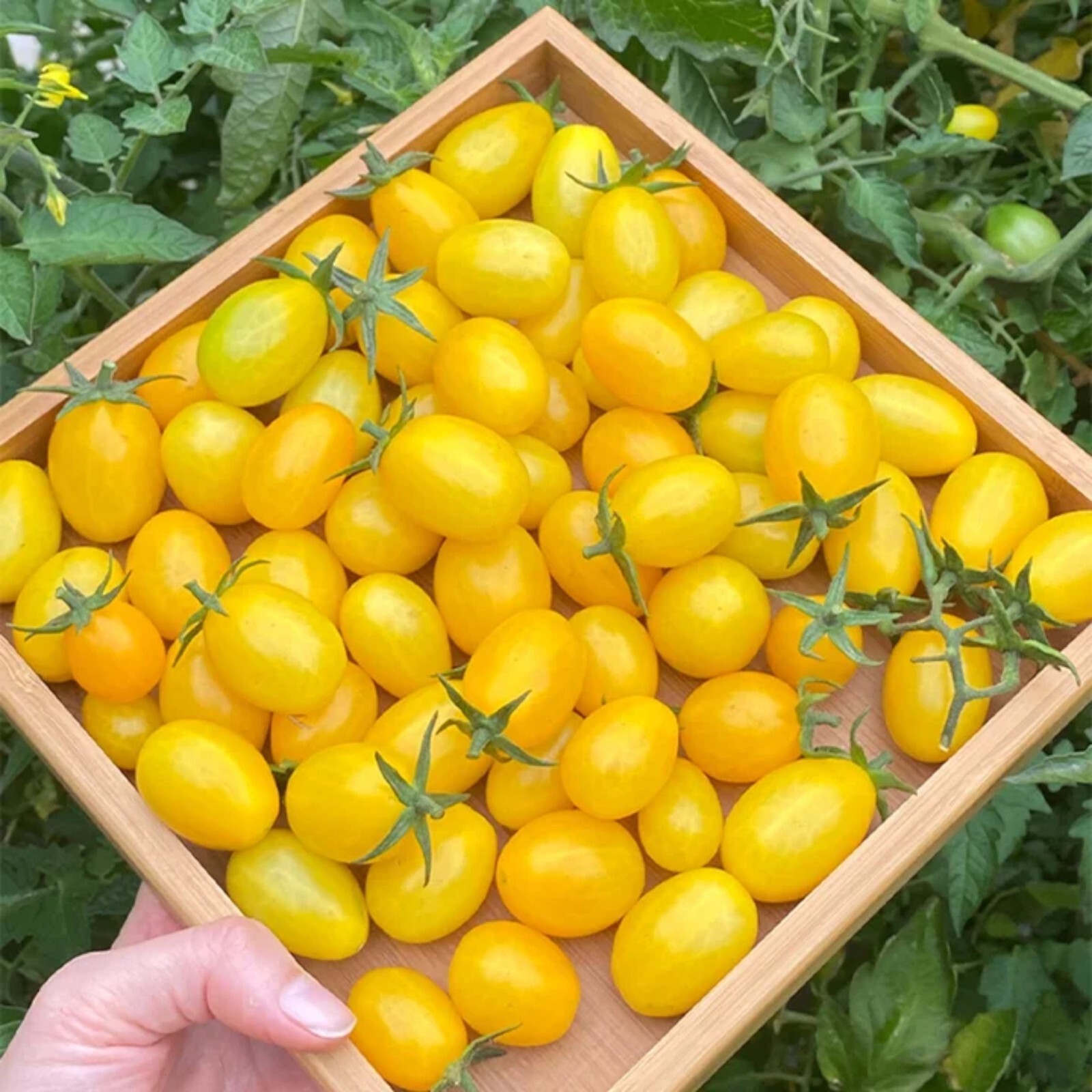 100pcs Patio Choice Yellow Cherry Tomato Seeds – Heirloom, Non-GMO, Super Sweet.