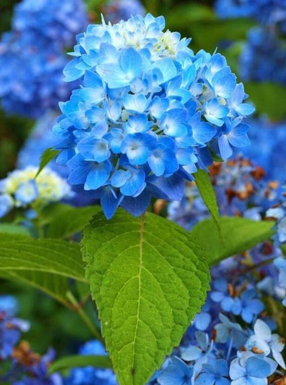 20 EXOTIC RARE HYDRANGEA SEEDS for garden bloom flower bed plant bush USA SELLER
