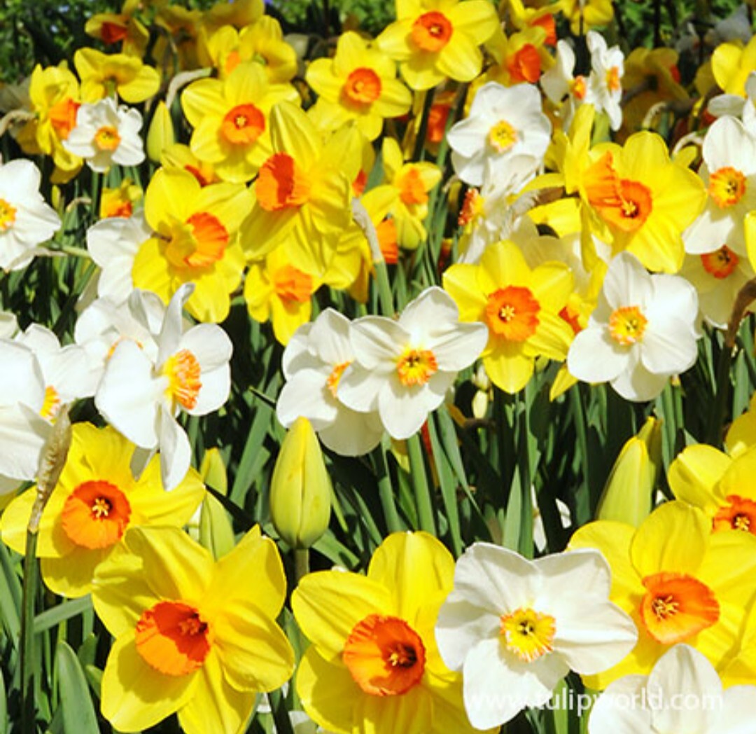 50 Mixed Daffodil Bulbs Assortment FREE SHIPPING