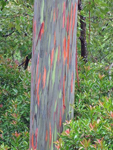 Eucalyptus deglupta | Rainbow Eucalyptus | 20 Seeds