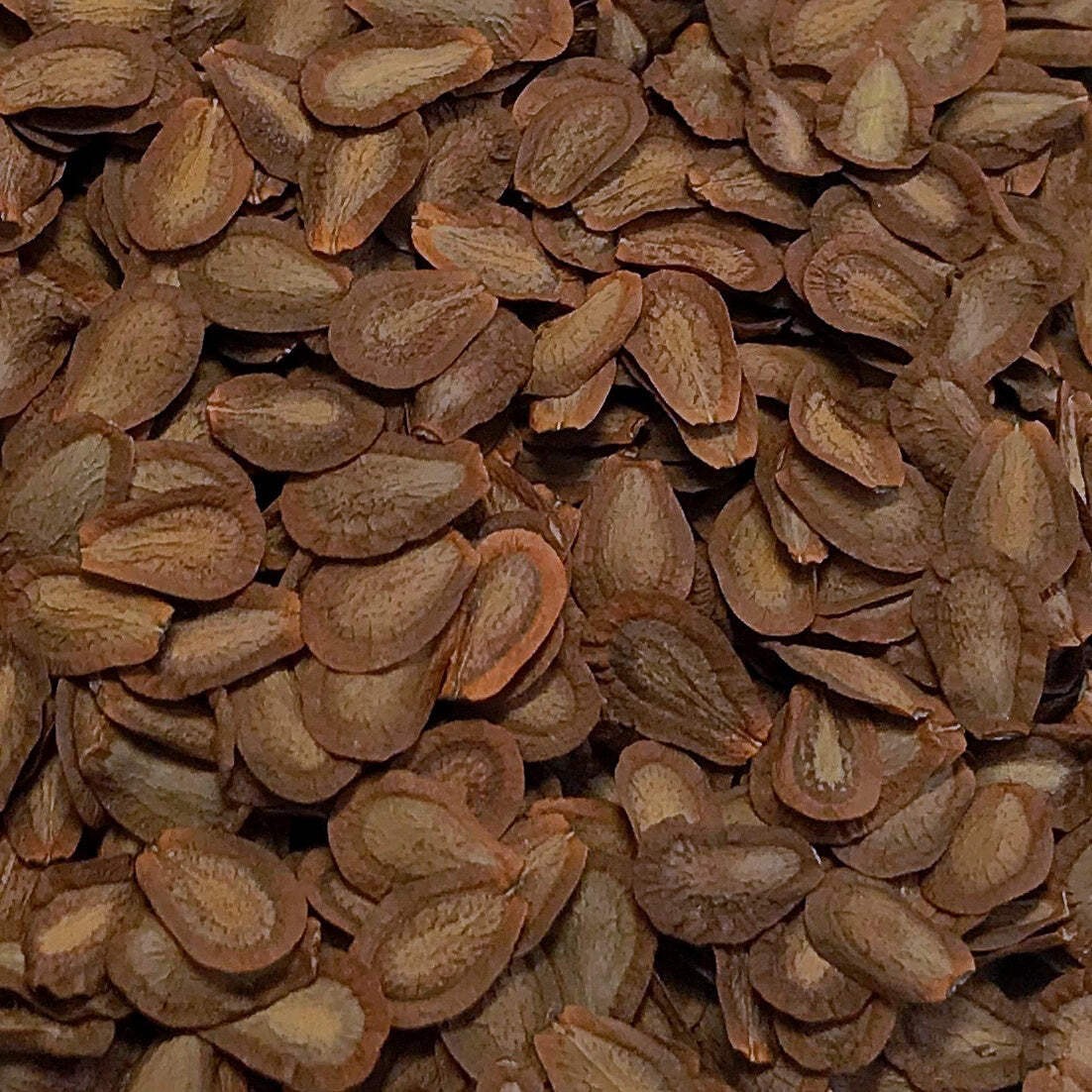 Common Milkweed Seeds (Asclepias syriaca) ~Native Wildflower Pollinator Garden