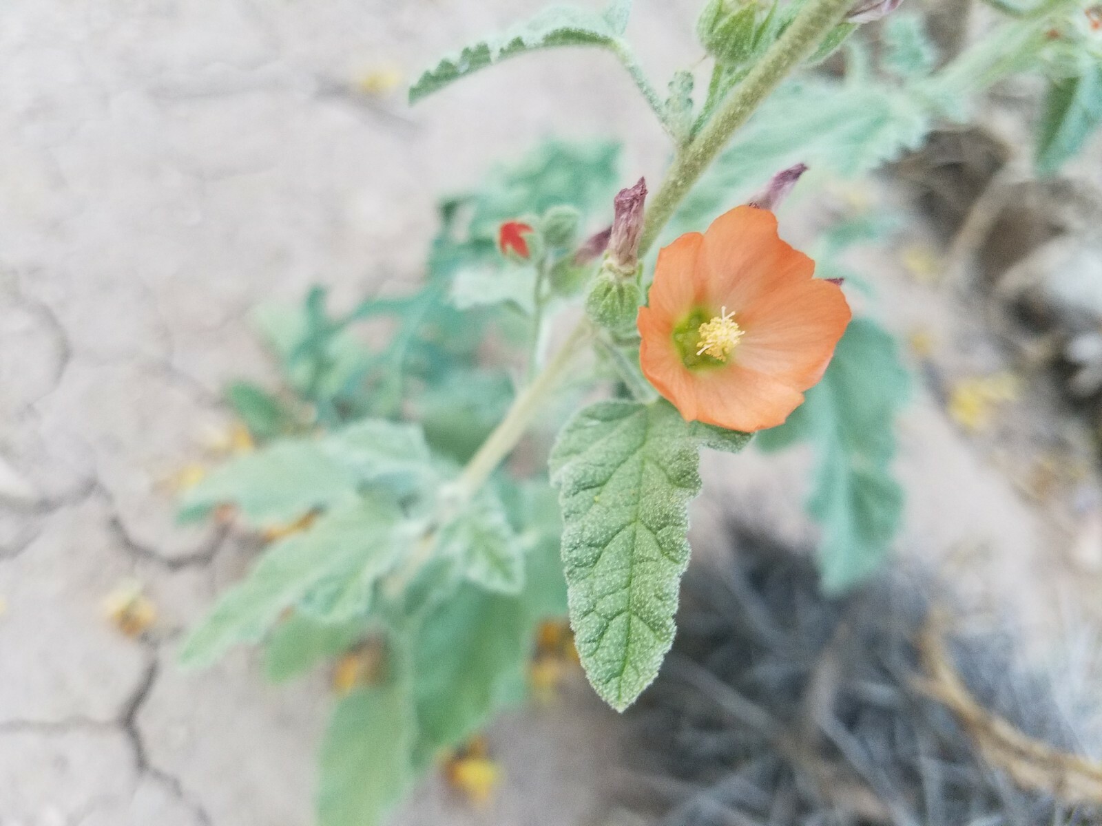 Globemallow Mixed Colors 250+ Seeds Pink White Orange Flower Sphaeralcea ambigua