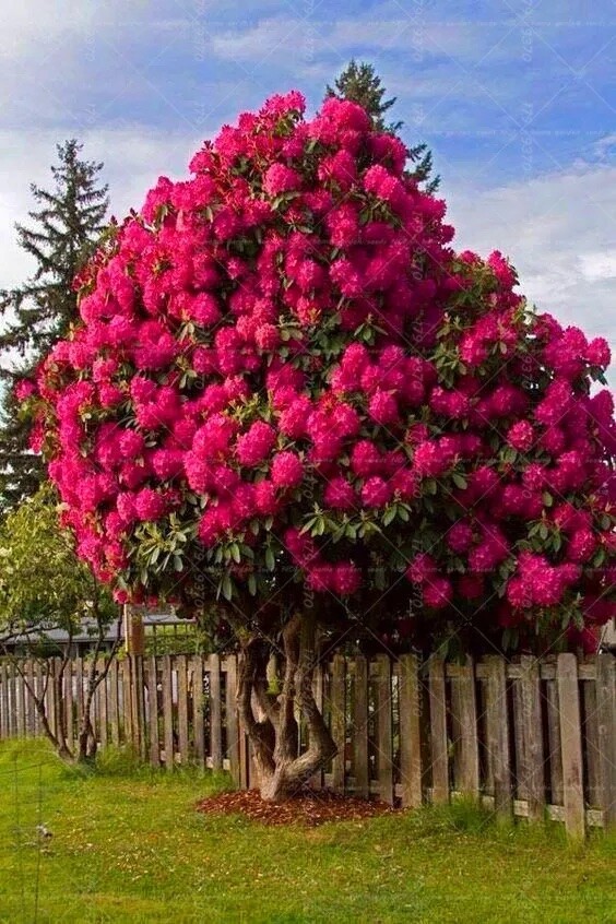 20 EXOTIC rare CHERRY TREE SEEDS for garden flower bloom blossom USA SELLER USPS