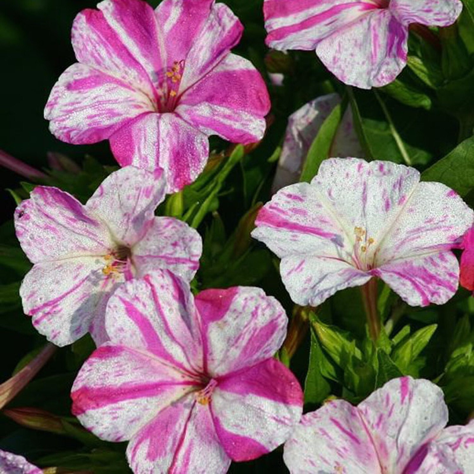 25 Marbles Red White 4 O’Clock Seeds Fragrant Flowers Perennial Mirabilis Jalapa