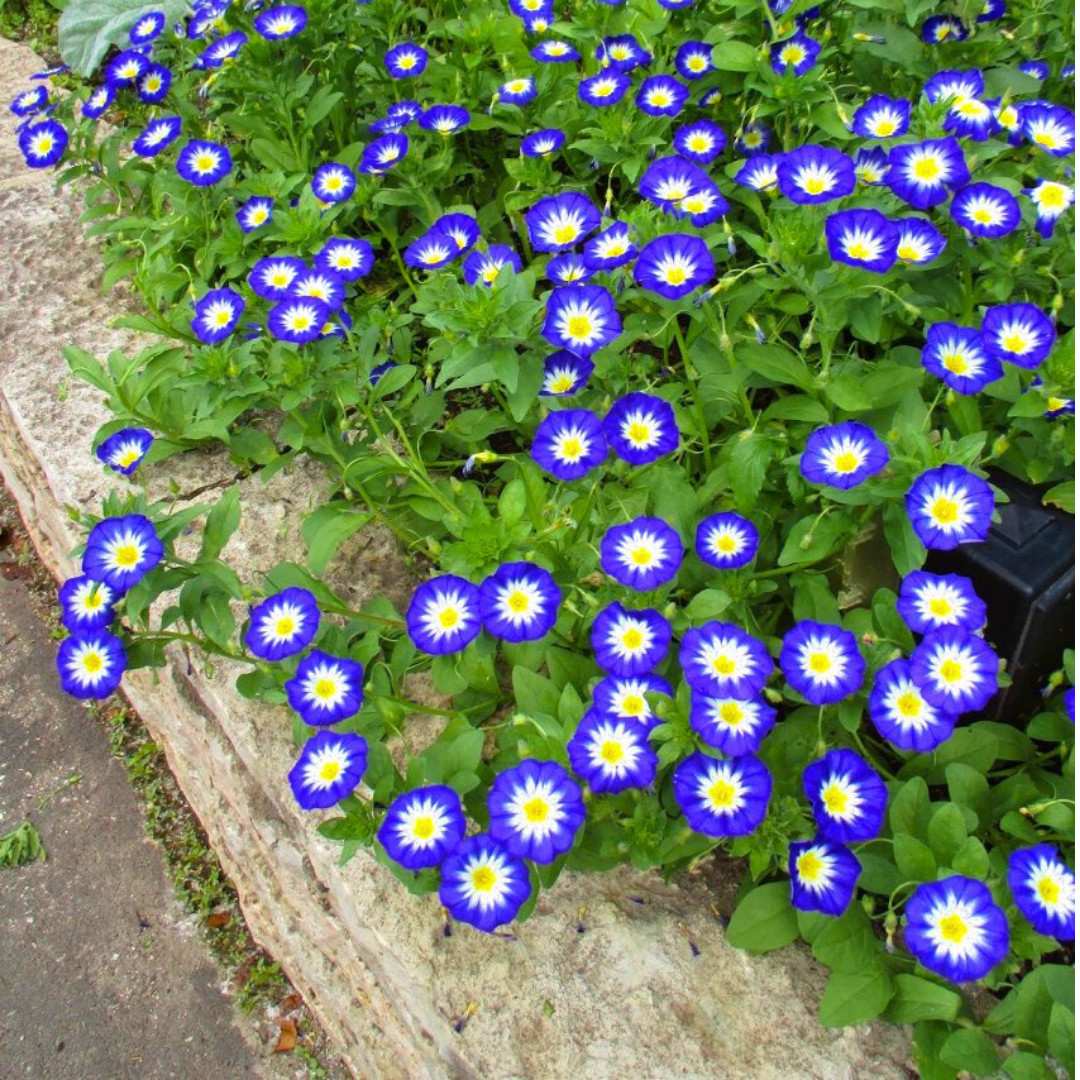 Fresh Morning Glory Seeds | Royal Ensign | Heirloom Non-GMO | Flower Seeds