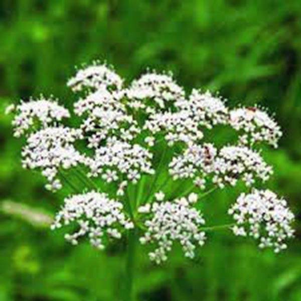 ANISE, HEIRLOOM, 50+ SEEDS, SMELLS GREAT, UNIQUE FLAVOR, HERB, SPICE