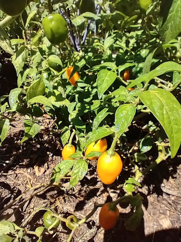 Honey Badger Manzano Chile pepper seeds (FREE SHIPPING to USA) (24)