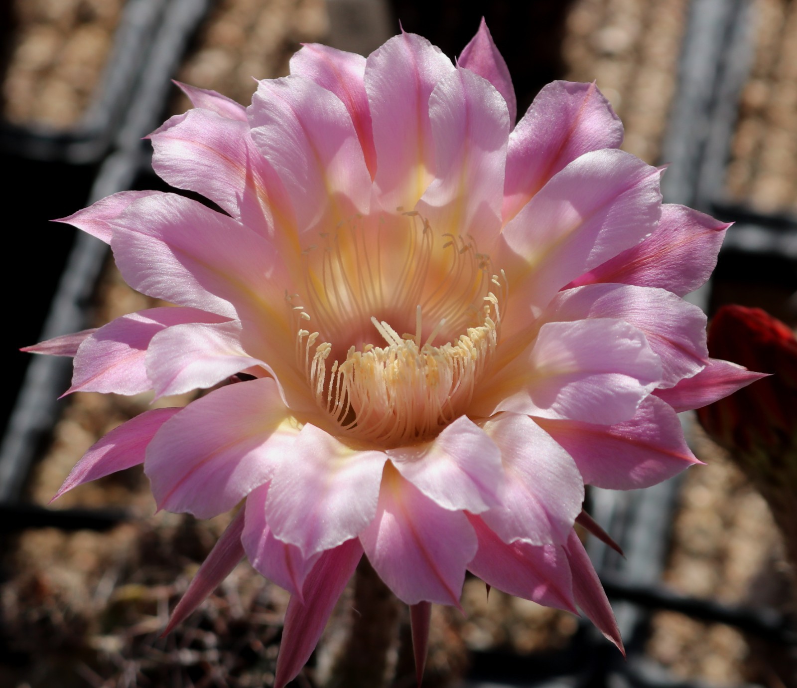 Echinopsis hybrid ‘Bright Eye’