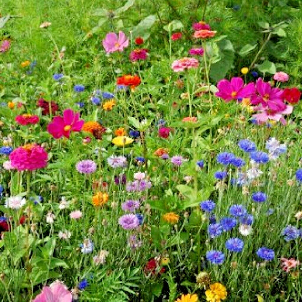 2001+POLLINATOR MIX Seeds 17 Native Wildflowers Annual Perennial Garden Easy