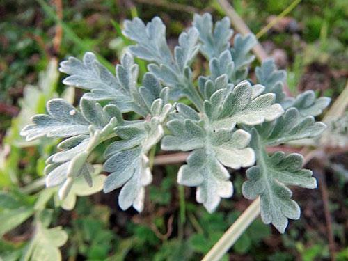 Artemisia absinthium | Grand Wormwood | Mugwort | 20 Tiny Seeds