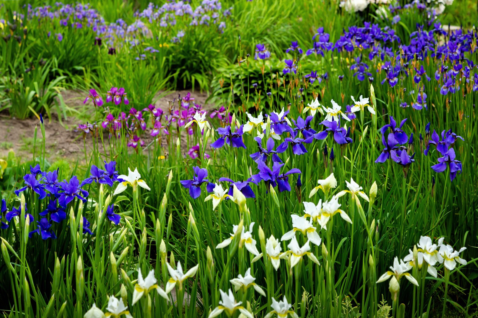 20 MIXED SIBERIAN IRIS Sibirica Iris Bicolor Blue Red White Purple Flower Seeds