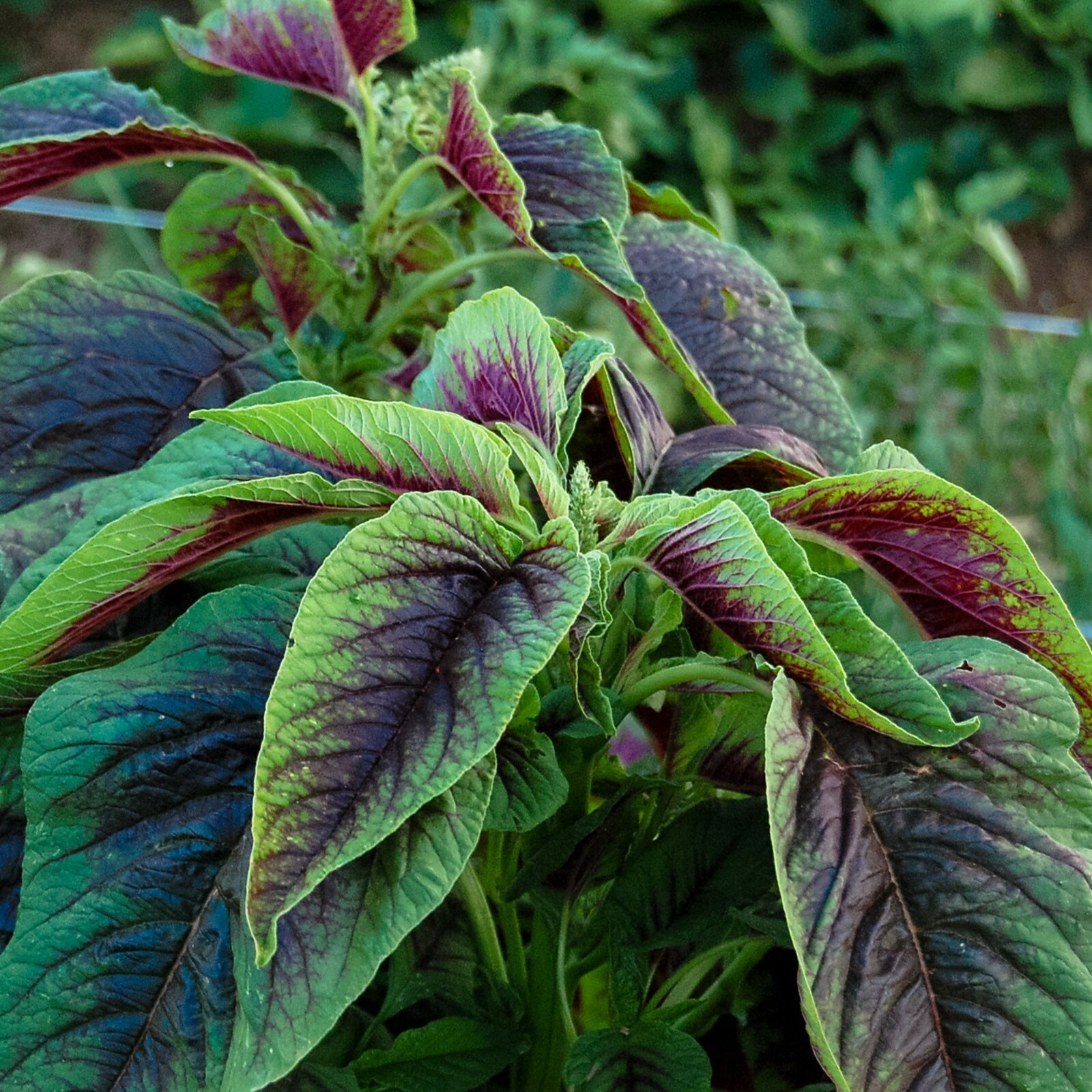 500+ Red Amaranth Seeds Red stripe leaf Chinese Spinach Yin Cho Callaloo USA