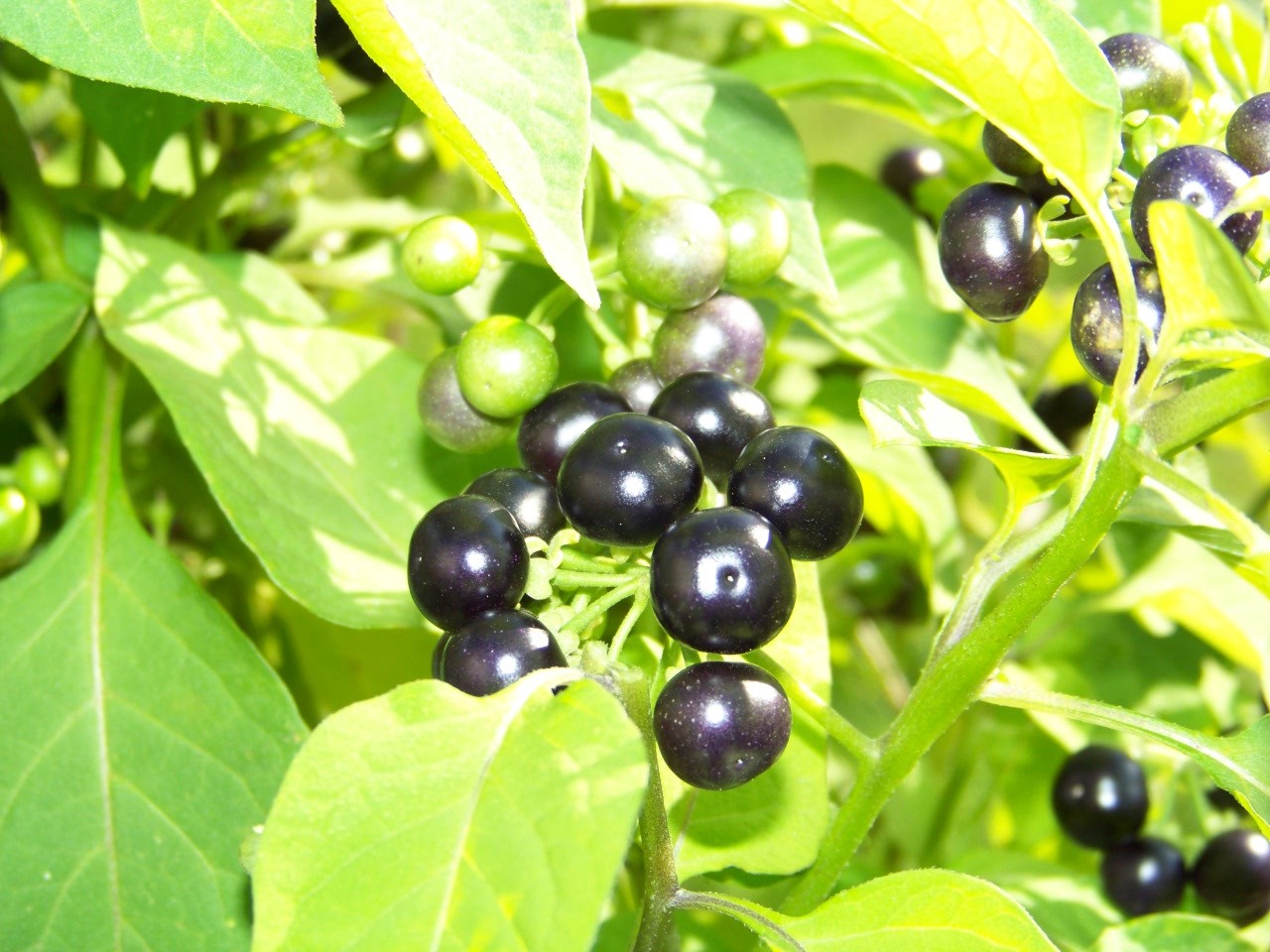 huckleberry, GARDEN HUCKLE BERRY, 45 SEEDS! GroCo*
