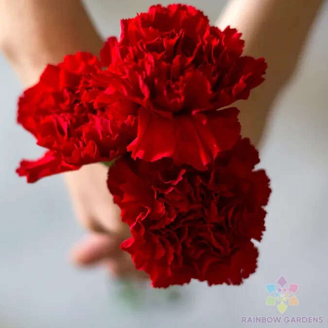 200+ Etincellant Carnation Seeds for Garden Planting – USA – FREE SHIPPING!