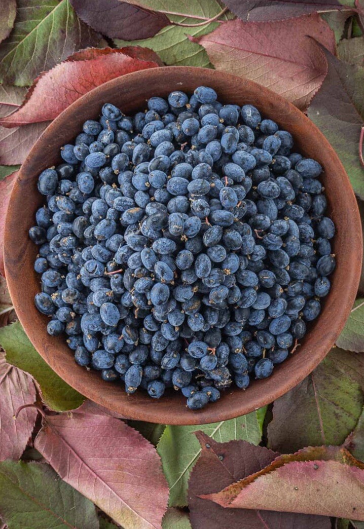Nannyberry Shrub in 3 gal Pot Vibernum lentago Fall Color, Edible, Antioxidant