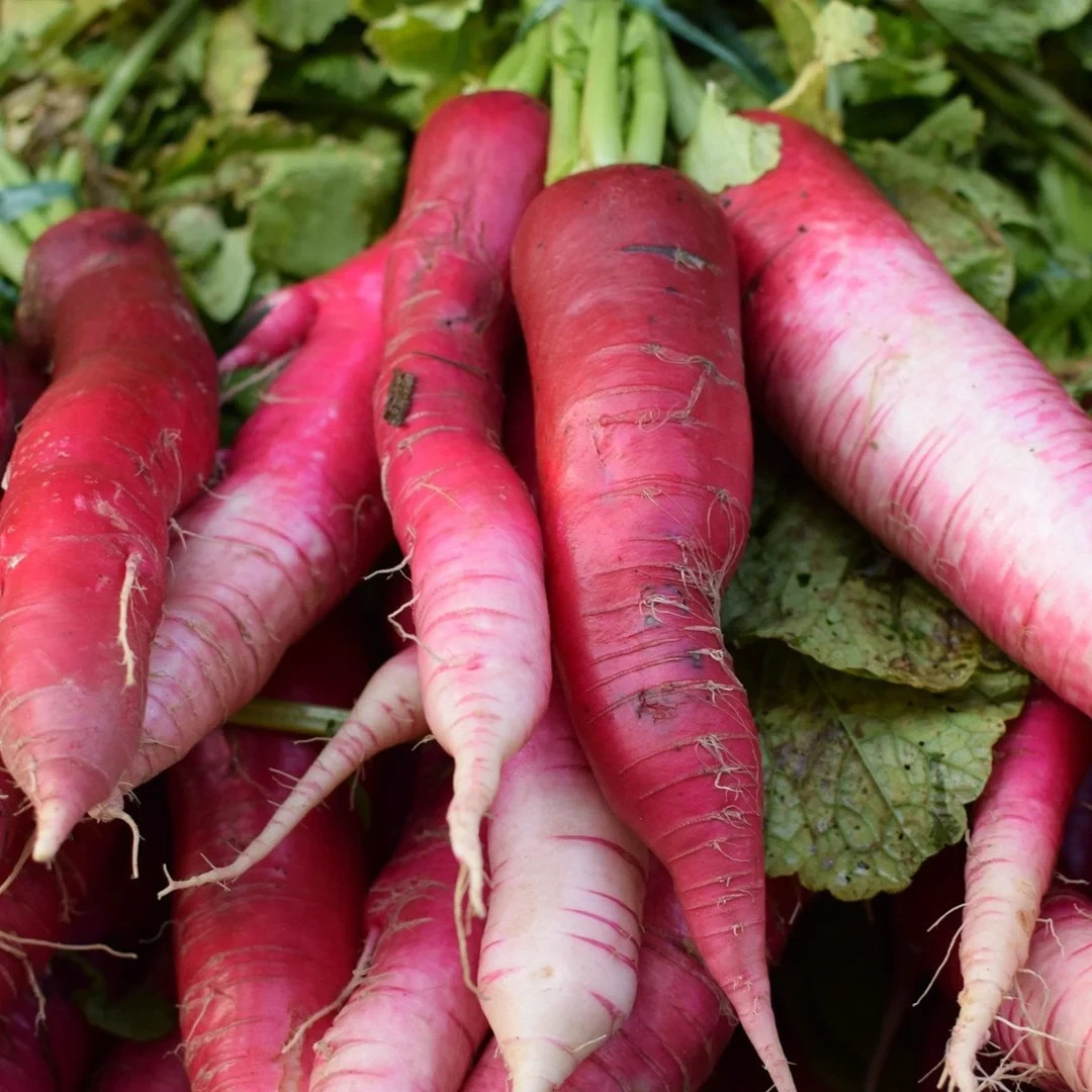 Bartender Red Radish Seeds 100 Ct Heirloom Vegetable Garden NON-GMO USA FREE S&H