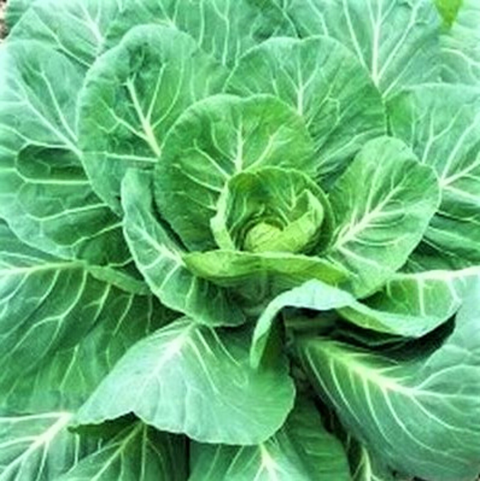 Georgia Southern Collard Seeds 300+ Seeds NON-GMO–BUY 4 ITEMS FREE SHIPPING