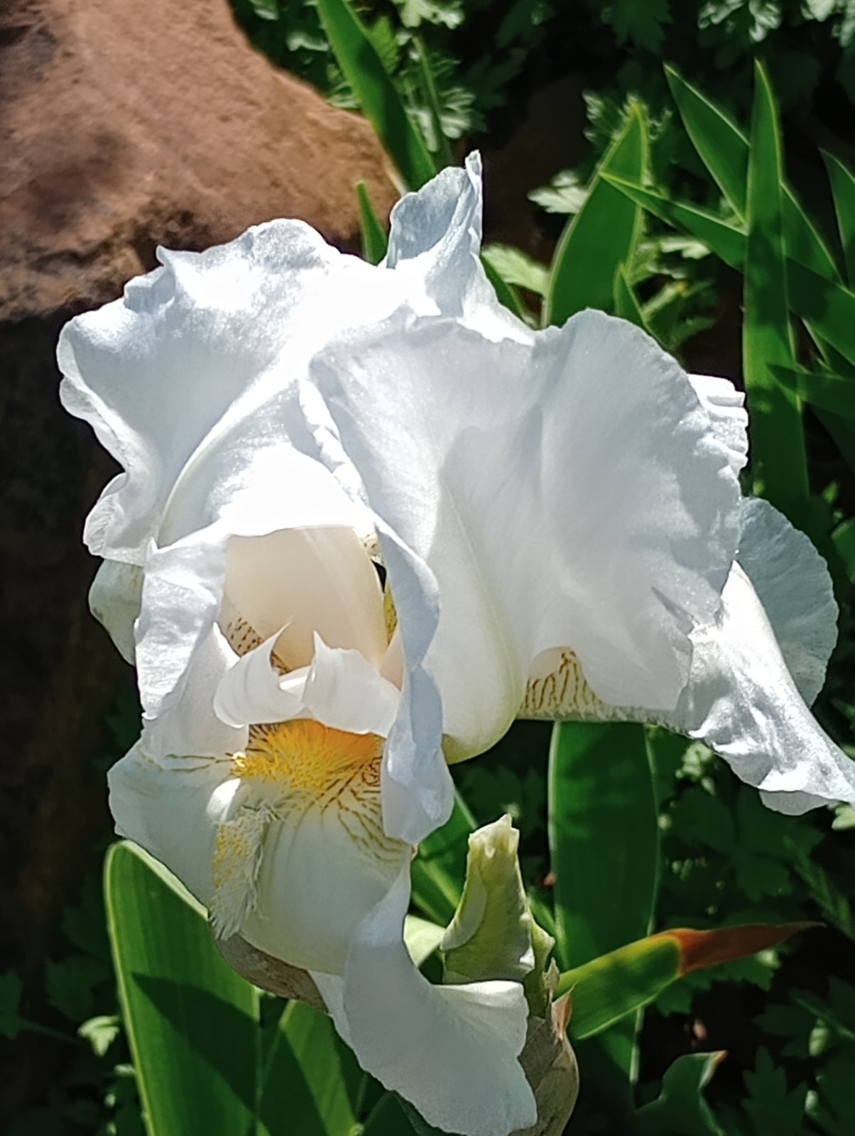 6x MIXED VARIETIES/COLORS BEARDED IRIS Bulbs/Rhizomes FRESH~FREE SHIPPING~