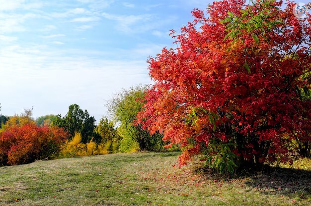 European Black Cherry Tree | Premium Seeds | Prunus padus ‘Fall’ | Plants’®