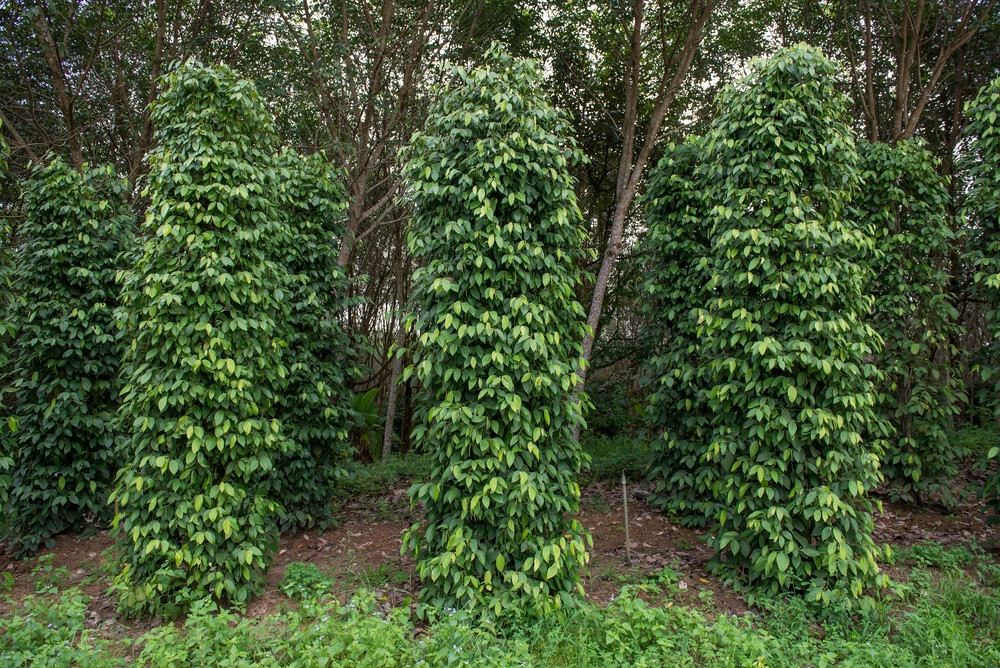 Black Peppercorn (Piper nigrum) Vine Seeds (30) / ORGANIC / FLORIDA GROWN