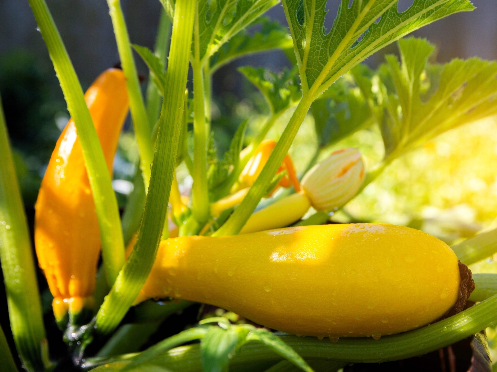 50 EARLY PROLIFIC STRAIGHTNECK SQUASH Yellow Summer Bush Heirloom Seeds