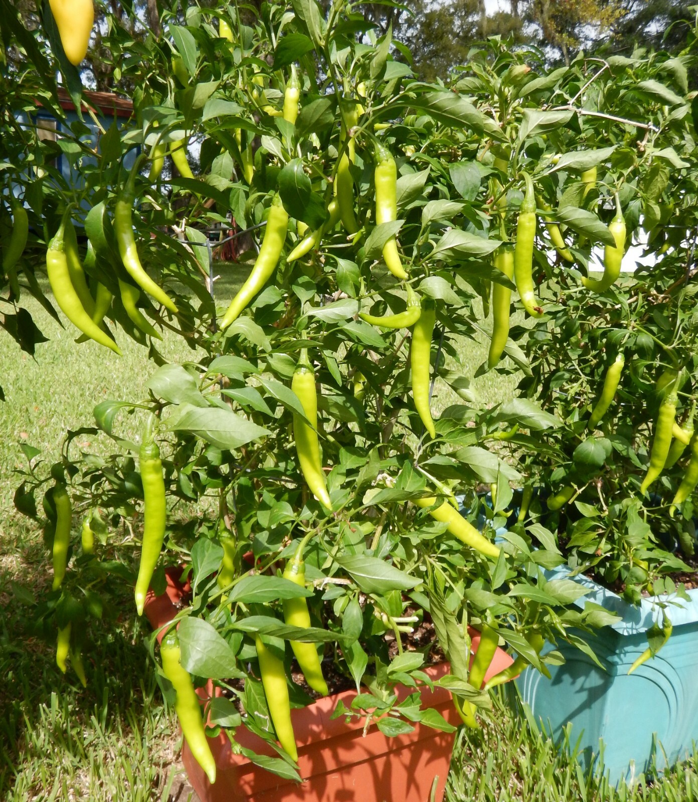 SINIGANG GREEN FINGER SILI HABA PEPPER SEEDS FILIPINO PHILIPPINES 25 PER PACK 