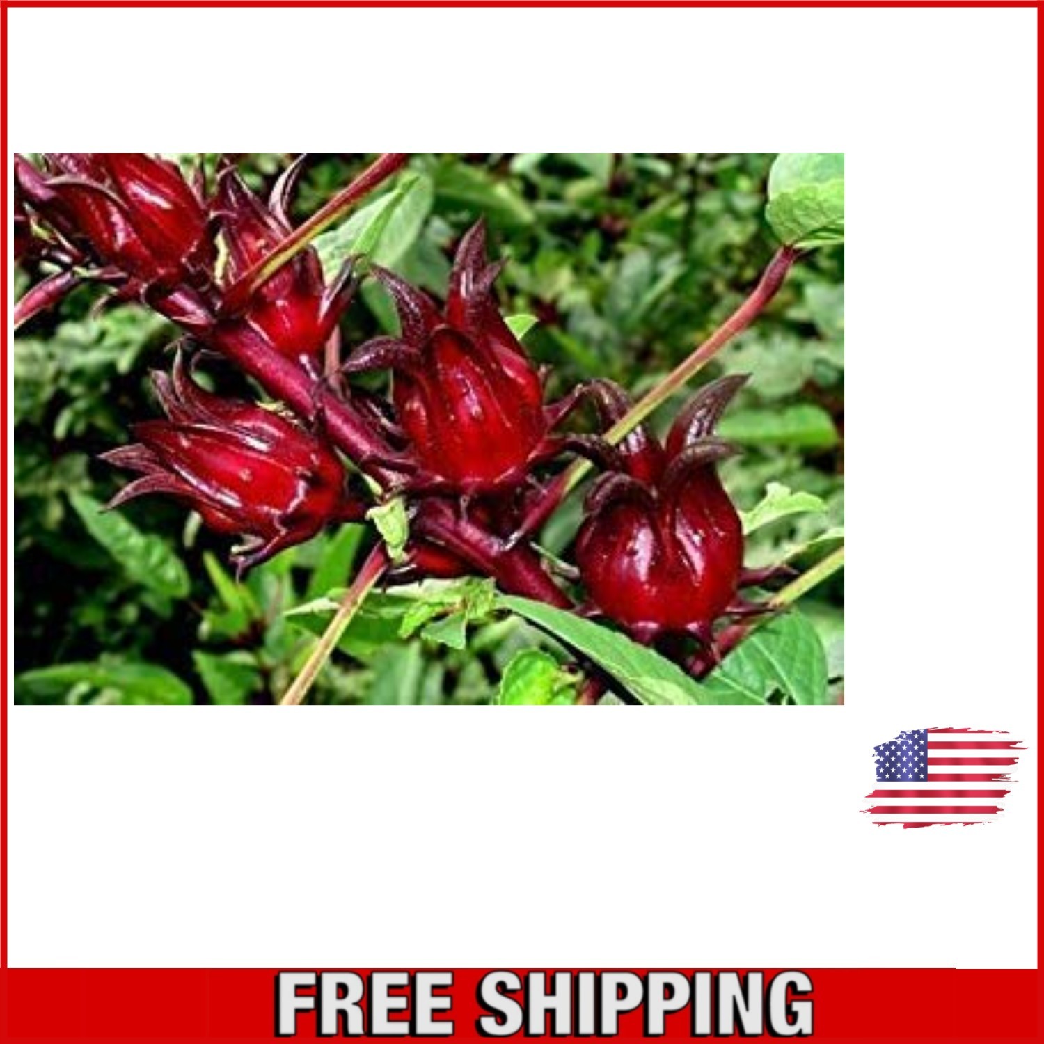 50 Jamaican Sorrel Seeds – Florida Cranberry and Indian Roselle Choice