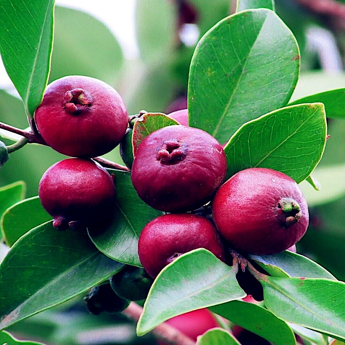 20 Strawberry Guava Tree Seeds (Psidium cattleianum) Edible Garden Fruit Plant