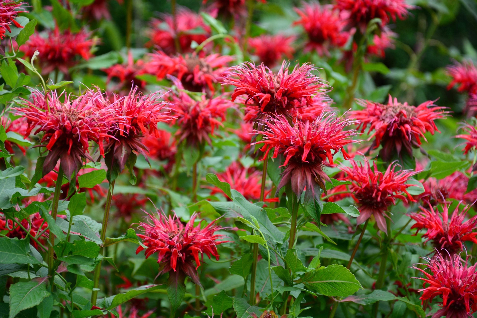 10 Panorama RED BEE BALM / MONARDA DIDYMA Oswego Tea Flower Seeds *Flat S/H