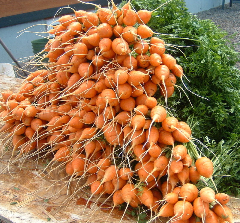 401+PARISIAN Round CARROT Seeds French Heirloom Vegetable Garden Container Easy