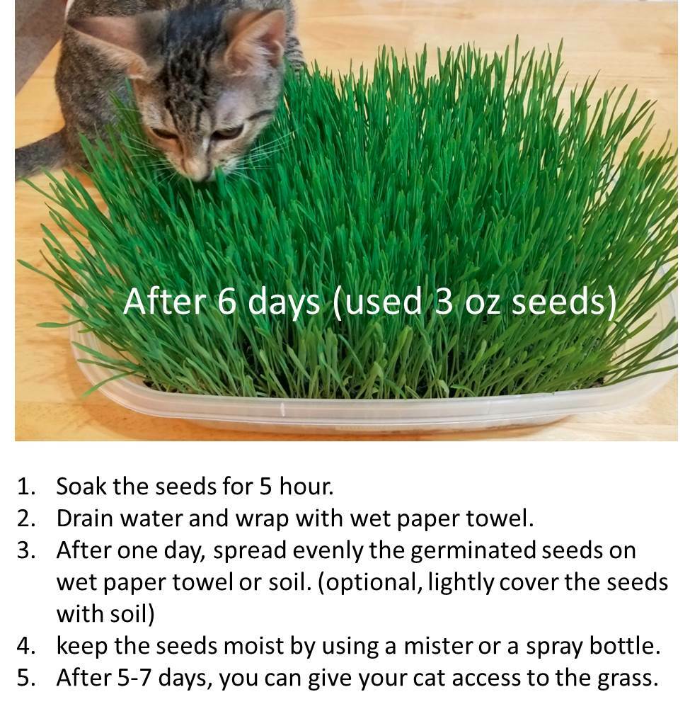 12g(400+) Cat Grass Wheat Sprouting Seeds 0.42oz-Fast Growing Non-GMO Wheatgrass