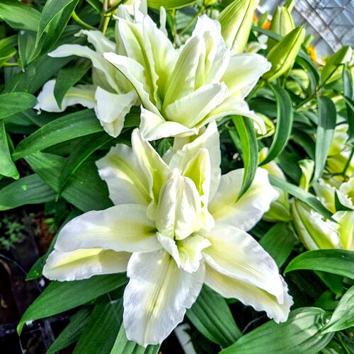 Lily Flower Bulbs 4 Rose Lilys Mixed Flowers Roselily Butterfly Garden Plants