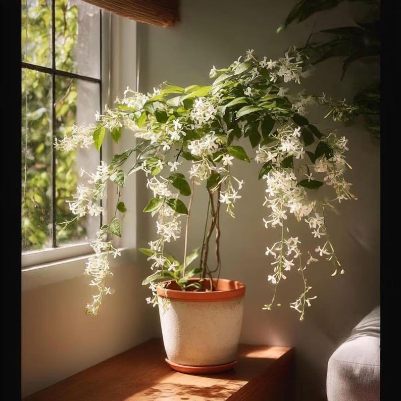 Weeping Jasmine Climbing Seeds 100+ – Garden Balcony Flower Vine