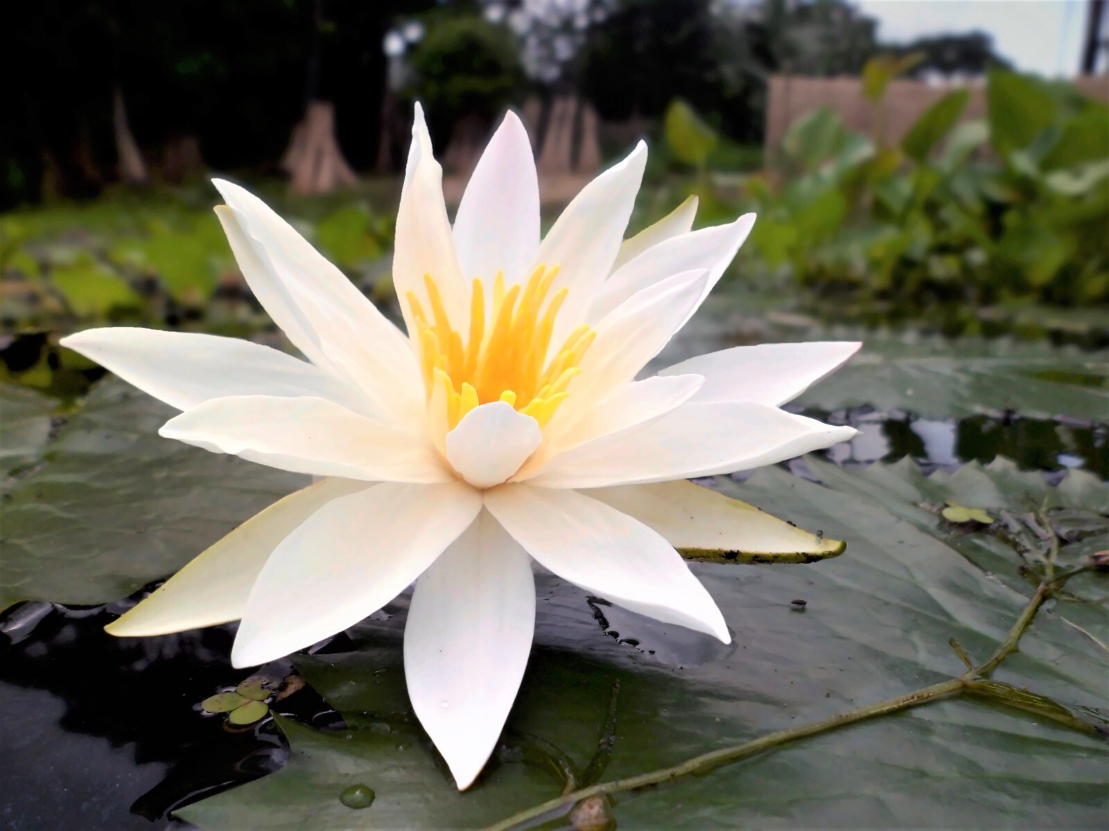 Nymphaea Pubescens White 500 Seeds, Hairy Water Garden Lily For Aquarium Ponds