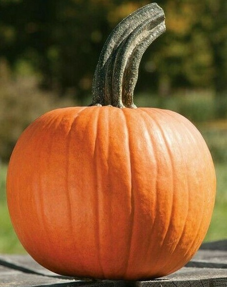 SUGAR PIE PUMPKIN SEEDS 15+ VEGETABLE squash AVG WT 8LBS BAKING FREE SHIPPING